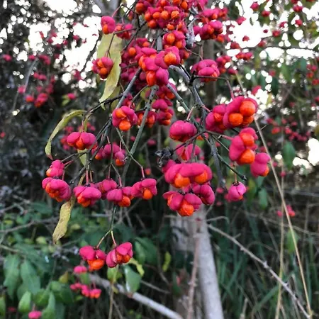 Virolet Barn * Queaux