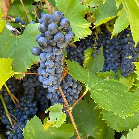 Dom wakacyjny Virolet Barn *