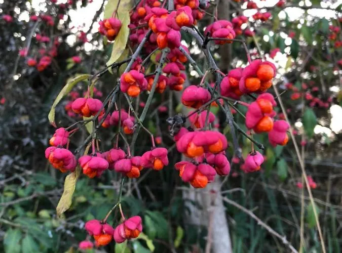 Virolet Barn * Queaux