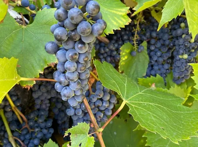 Дом отдыха Virolet Barn *